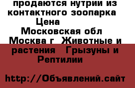 продаются нутрии из контактного зоопарка › Цена ­ 3 500 - Московская обл., Москва г. Животные и растения » Грызуны и Рептилии   